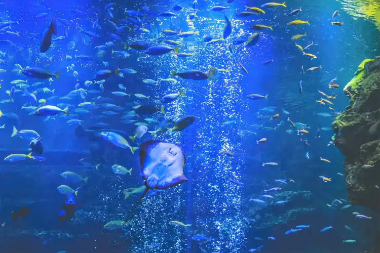 Hotels in der Nähe von Kyoto Aquarium