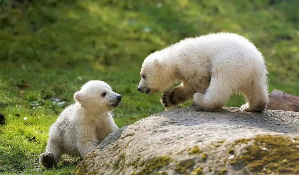 3_Hellabrunn Zoo