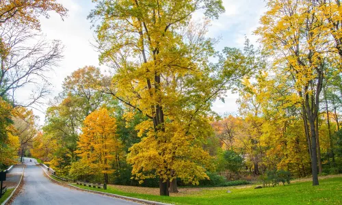 Jardin botanique de New York