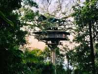 Zip-lining at the Gibbon Experience