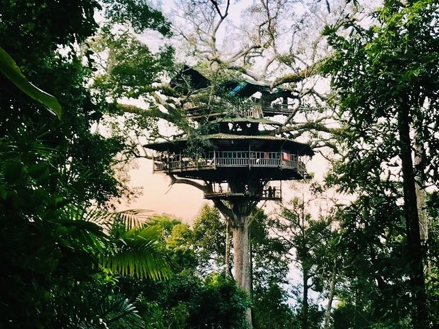 Zip-lining at the Gibbon Experience