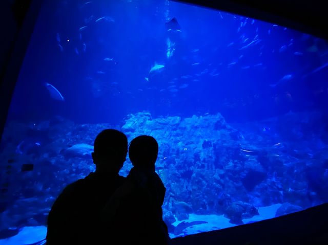 睇靚景、玩遊戲！香港海洋公園親子游
