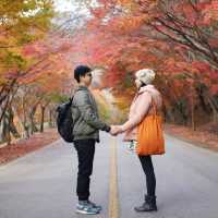 【 整個山頭一遍紅海楓葉 】
