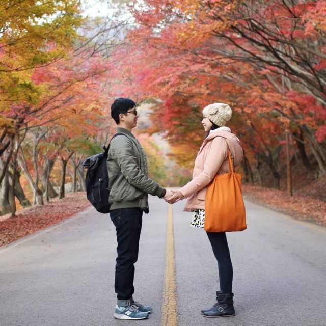 【 整個山頭一遍紅海楓葉 】