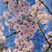 東京スカイツリーの桜並木
