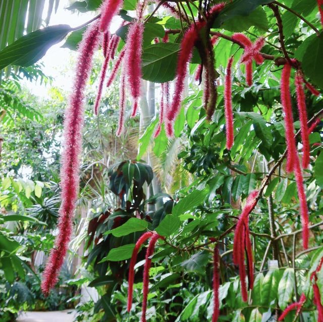 德國慕尼黑寧芬堡植物園