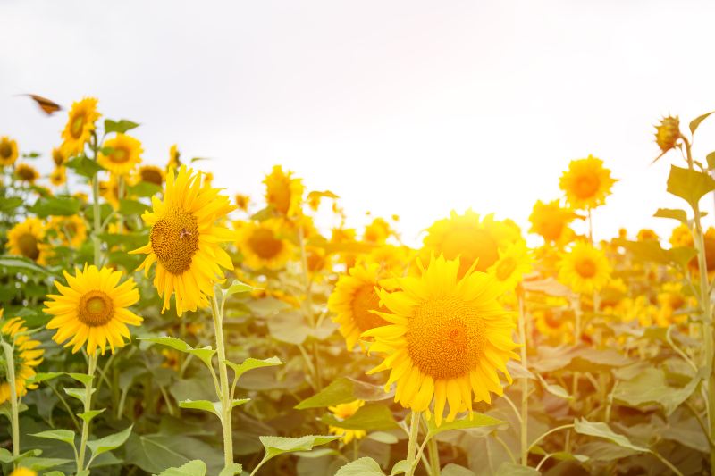 Tongji Flower Sea