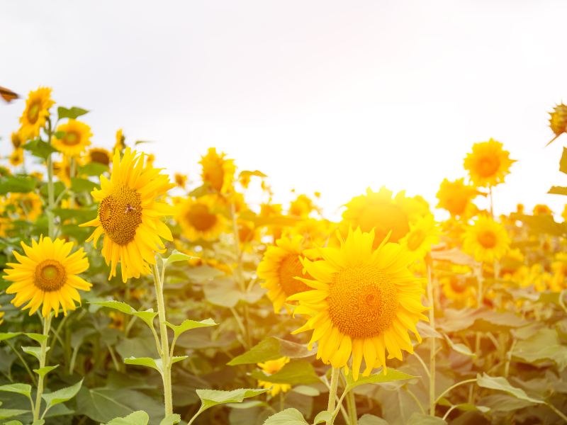 Tongji Flower Sea