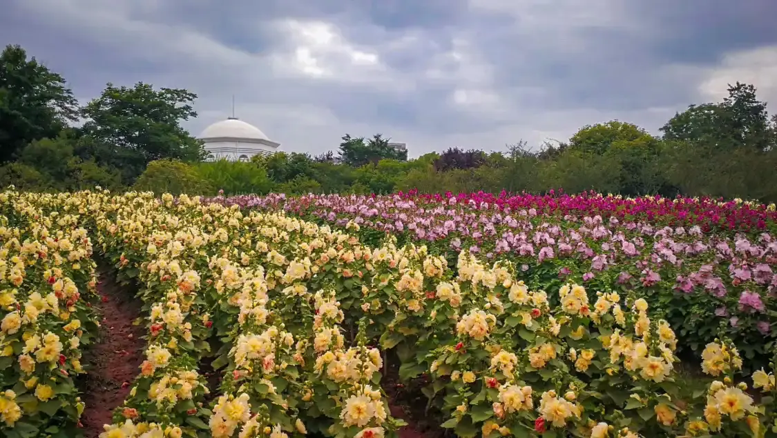 โรงแรมใกล้สวนสาธารณะหนานเจียง