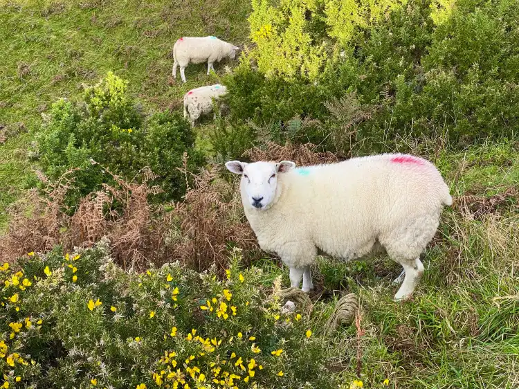 Отели в г. Нгонготаха
