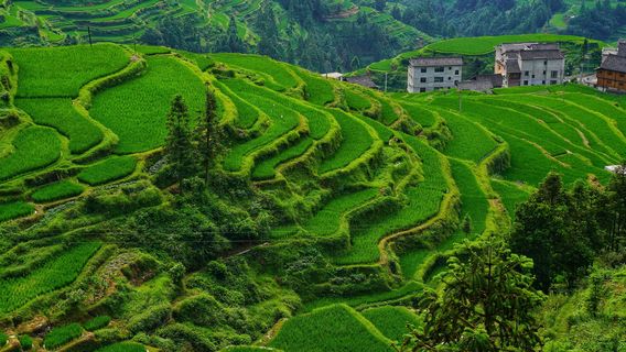 Hồng Hà