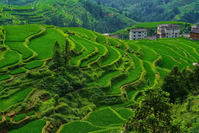 Terraced Fields Viewing in Liping