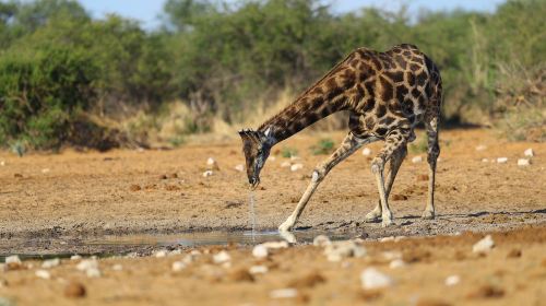 Etosha National Park