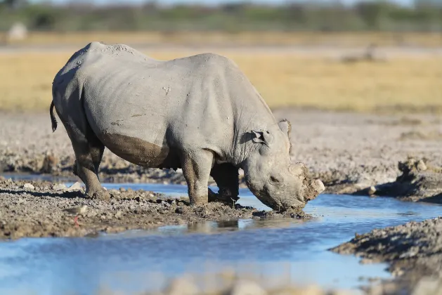 Vé máy bay giá rẻ của Air France đi Amboseli