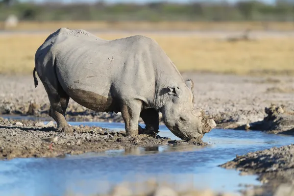 Flights from Nairobi to Amboseli