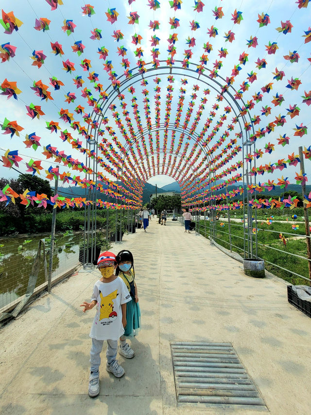 元朗太陽花田櫻花節， 今年的太陽花竟然有這麼多