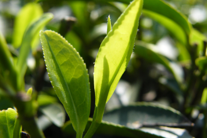 九华山水街度假酒店·餐厅