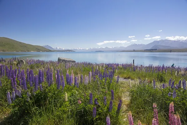 Air New Zealand Flights to Napier