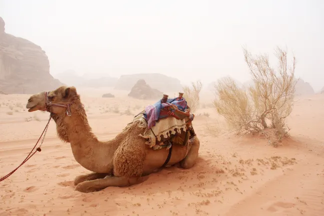 Hotel a 5 stelle a Wadi Rum