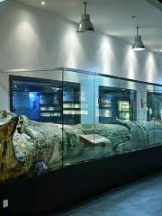 Zhejiang Oriental Geological Museum (5th Floor, Zhonggang City)