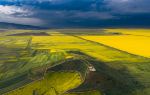 Rape Flower Observation Deck