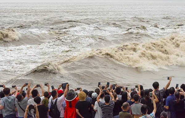 The Tidal Tree Landscape of the Qiantang River
