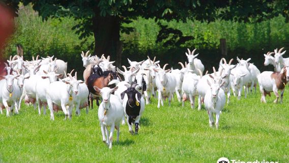 Goatfarm Ridammerhoeve