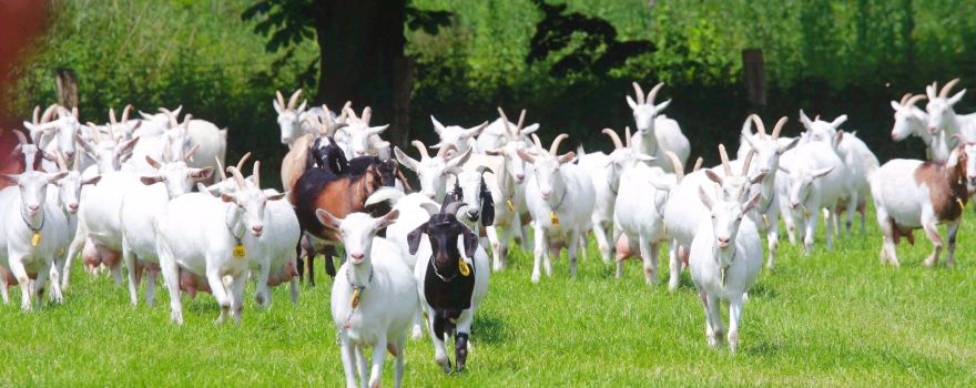 Goatfarm Ridammerhoeve
