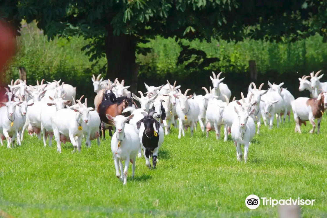 Hotels near Goatfarm Ridammerhoeve