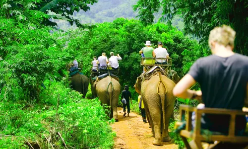 Elephant Interactions in Krabi