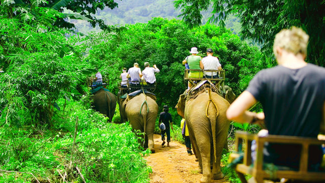 Elephant Interactions in Krabi