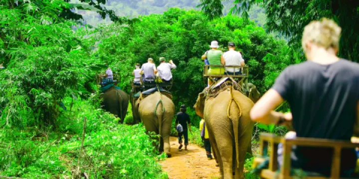 喀比與大象互動