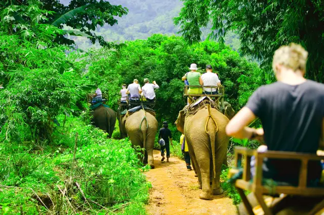 Elephant Interactions in Krabi