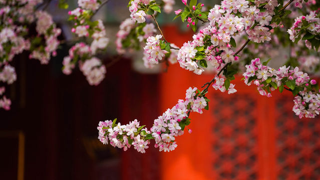 Crabapple Flower Viewing in Beijing
