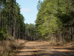 Kisatchie National Forest
