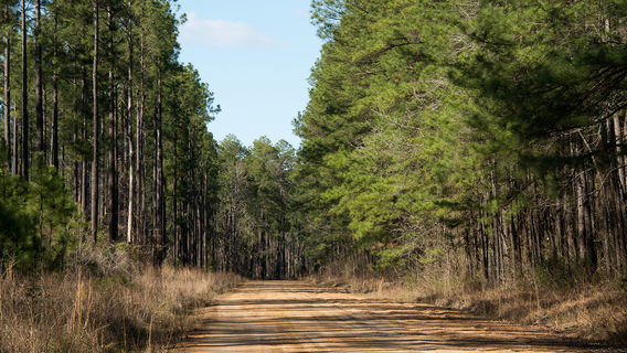 Kisatchie National Forest