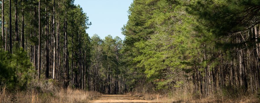 Kisatchie National Forest