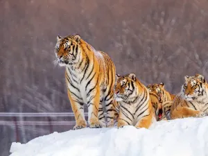 횡도하자 동북호림원