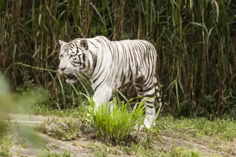 Zoo di San Paolo del Brasile