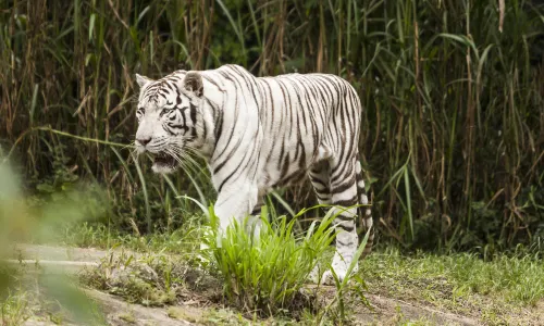 Sao Paulo Zoo