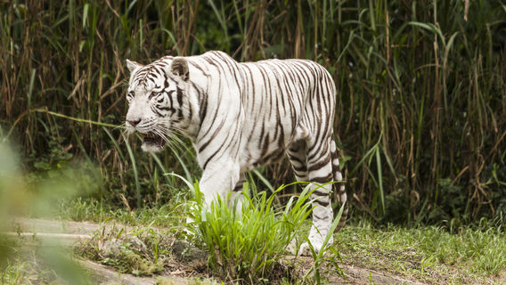 Sao Paulo Zoo