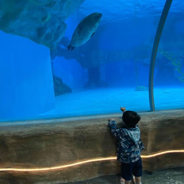 #親子游#海洋公園親子游，一家人好去處！