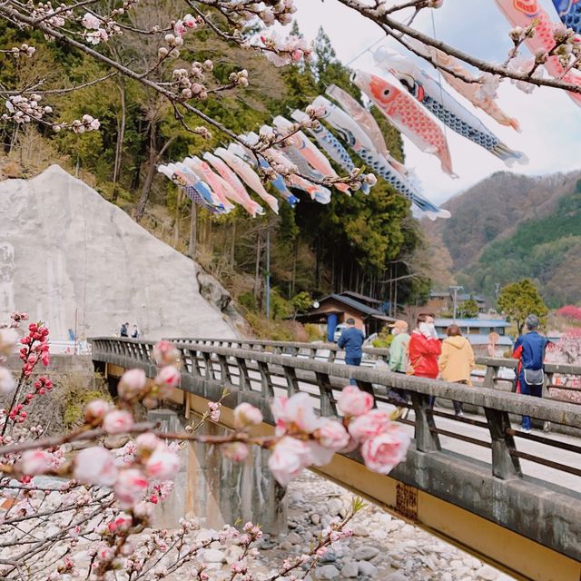 旅行|花桃の里(長野県阿智村)