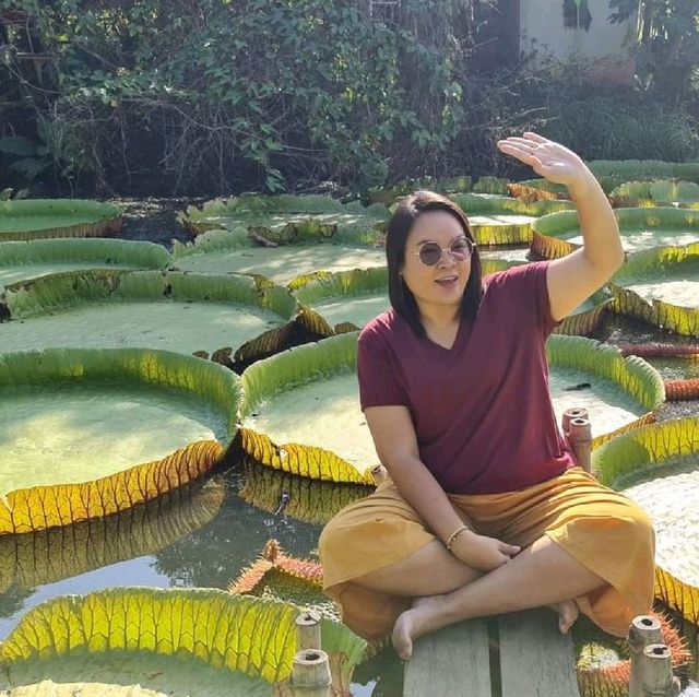 สวนบัว​อมรัตน์​  พิษณุโลก​