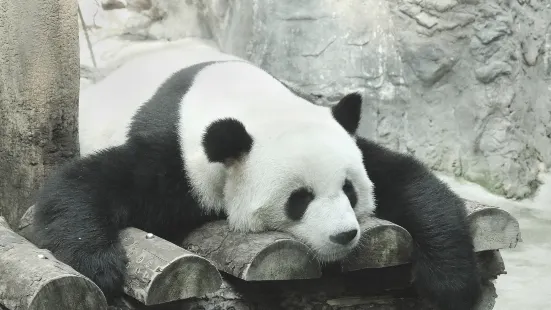 大熊貓館