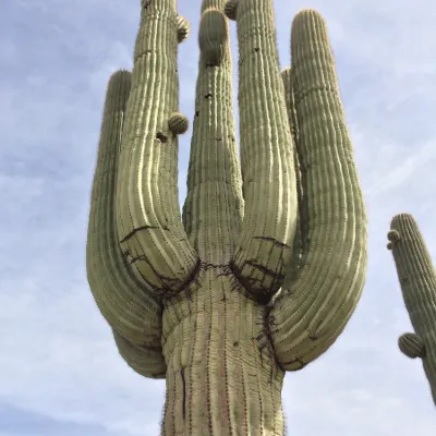 GreenTree Inn & Suites Phoenix Sky Harbor