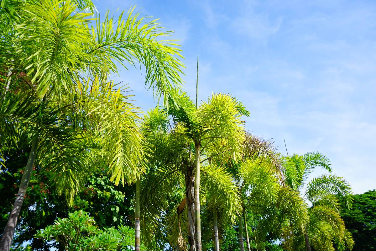 1. Explore the Tropical Paradise of Xishuangbanna Tropical Botanical Garden