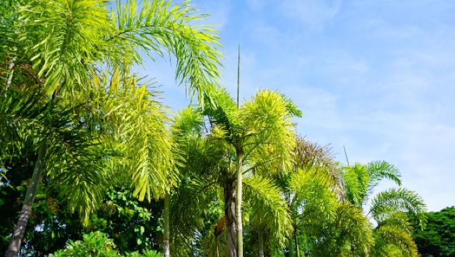 Xishuangbanna Private Day Tour: Xishuangbanna Tropical Botanical Garden, Chinese Academy of Sciences