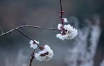 Huaxu Apricot Flower Valley