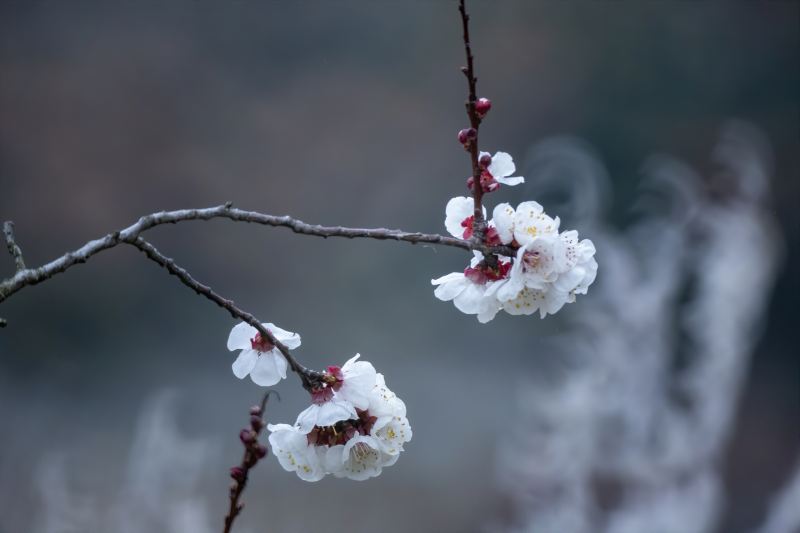 Huaxu Apricot Flower Valley